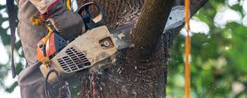 Leaf Removal in Caledonia, MS